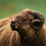 Sheep with a yellow flower. Fareo Islands