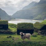 A sheep in front of the old turf buildings of Dúvugarðar museum. In the background the lagoon connected to the ocean. Streymoy, Faroe Islands